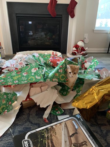 cat playing in christmas wrapping paper
