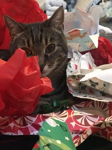 cat hiding in wrapping paper