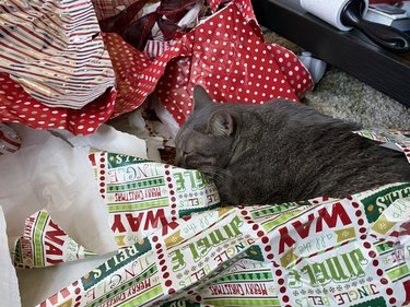 sleepy cat sleeps in christmas wrapping paper