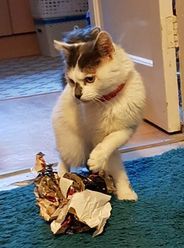 cat pounces on wrapping paper