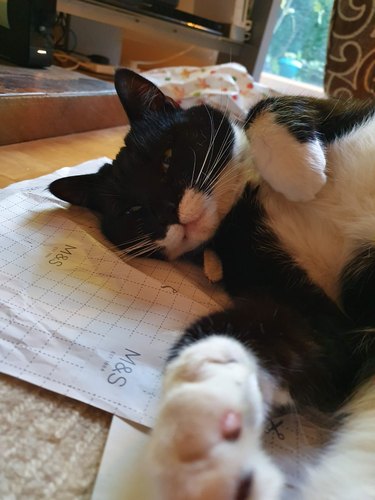 cat doesn't want owner to throw away wrapping paper