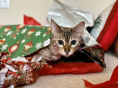 cat sleeps in bed of wrapping paper