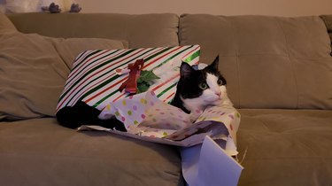 cat naps in pile of wrapping paper