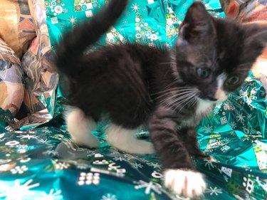 kitten overstimulated by wrapping paper