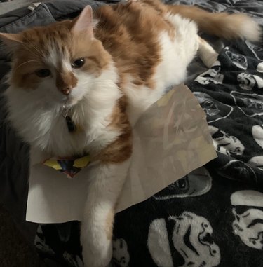 woman uses decoy wrapping paper to distract cat