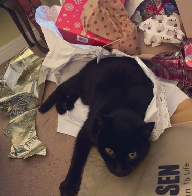 black cat freaking out in wrapping paper