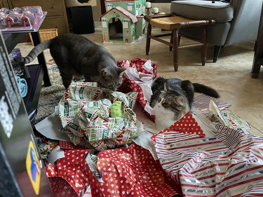 cats play with discarded wrapping paper