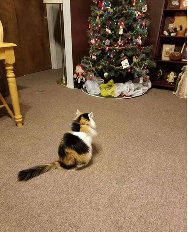 Christmas tree ringed with plastic bags to prevent cat from climbing it