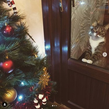 cat stares at Christmas tree it wants to kill through closed glass door