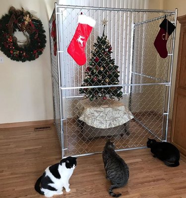 Christmas tree hidden behind chain link fence to safeguard it from cats