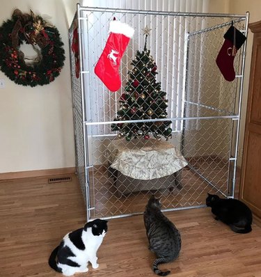 17 More Cats vs Christmas Trees For Your Holiday Horror | Cuteness