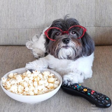 dog with remote and popcorn
