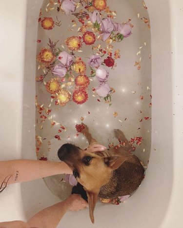 dog in bath with flowers