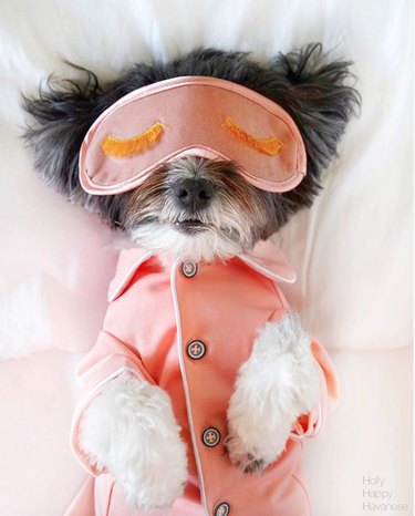 dog in bed with sleep mask