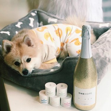 dog with champagne