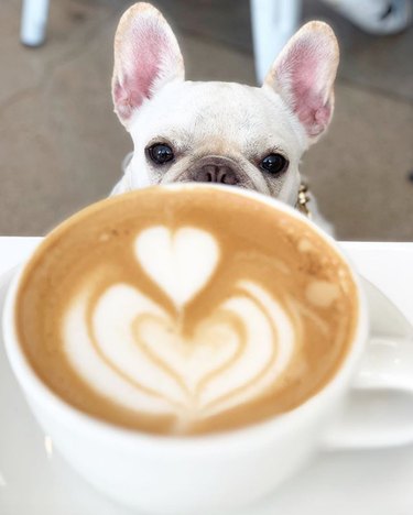 frenchie looking at a latte