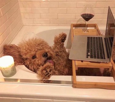 dog with laptop in bathtub