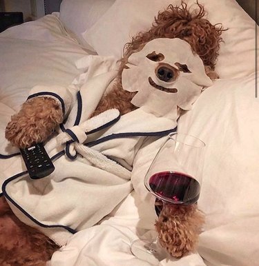 dog with face mask, remote, robe, and glass of wine