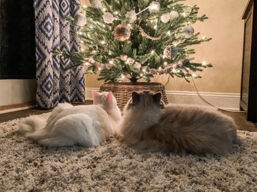 white cat and gray cat stare up at lit christmas tree