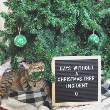 cat next to christmas tree with a sign that reads "days without a christmas tree incident: 0"