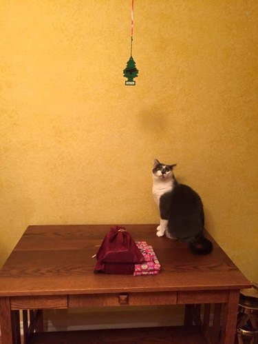 Christmas tree replaced with little tree car freshener to prevent cat from attacking it