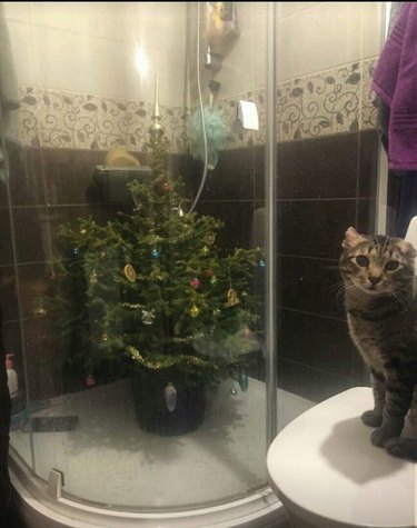 Christmas tree in shower to protect it from cat, cat on toilet next to it
