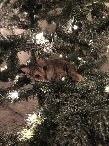cat in the middle of a christmas tree