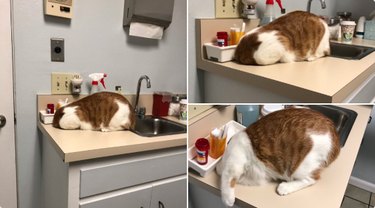 cat sticks head into trash hole at veterinarian's office