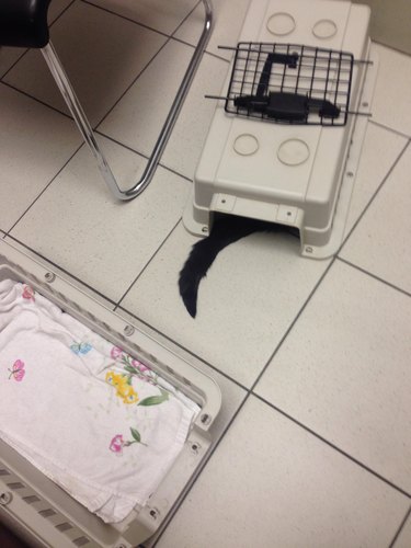 cat hides under cat crate at veterinarian's office