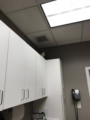 cat jumps onto shelf to hide from vet