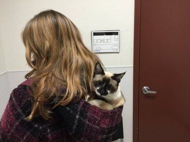 cat hides from vet by sitting in sweatshirt hood