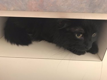 cat hides in slot from veterinarian