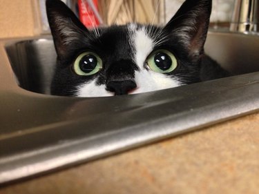tuxedo cat tries to give vet the slip by hiding in sink