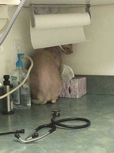 cat hides from vet in corner