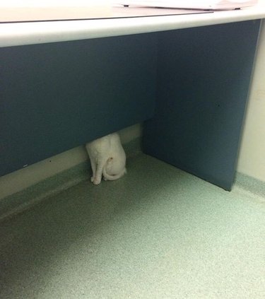 cat hides behind desk at veterinarian's office
