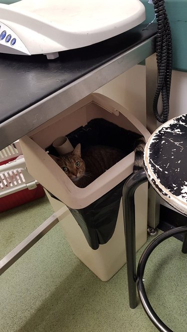 cat gives vet tech the slip by hiding in trash can