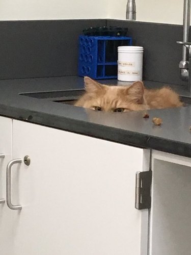 orange cat hides in sink from doctor