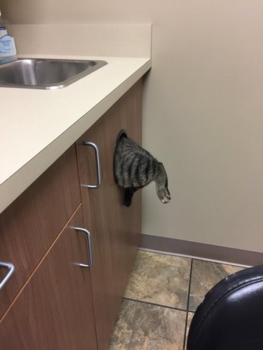 cat escapes vet by jumping into trash portholed