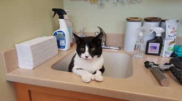 tuxedo cat tries to hide from vet in sink