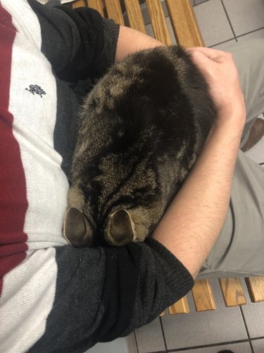 cat tries to hide in human's arms at vet