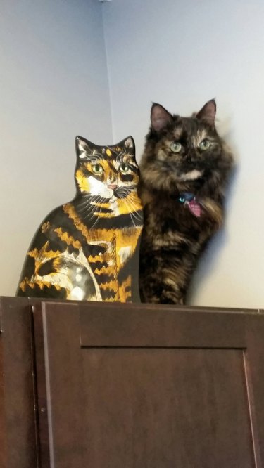 cat sits next to plush cat