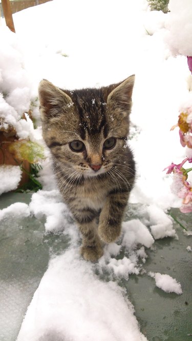 Kitten in snow.