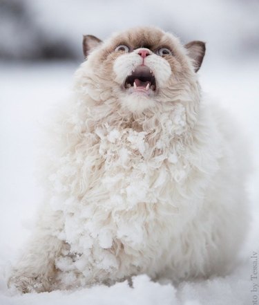 Surprised cat in snow.