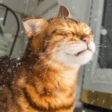 Cat standing in snow.