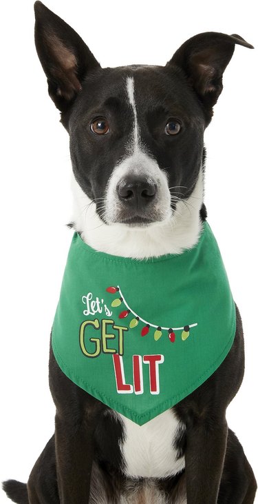 dog wearing festive bandana with Christmas lights