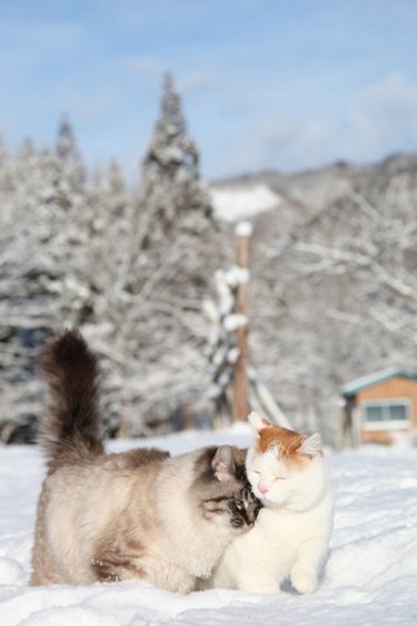 Cats cuddling in the snow.