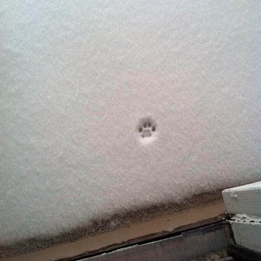 Single cat paw print in the snow.