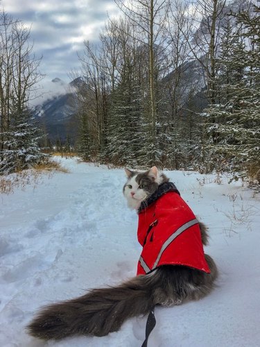 Cat sitting in snow.