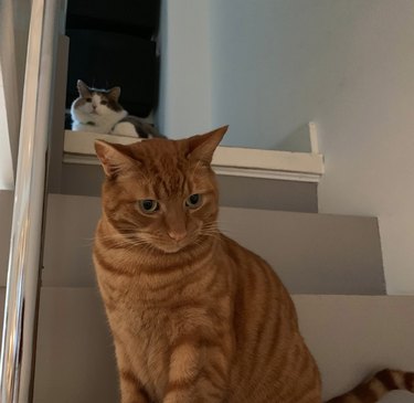 An orange cat is sitting on a staircase looking off camera, and another cat is at the top of the stairs looking down.
