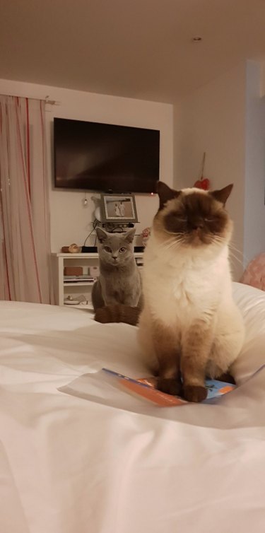Two cats are sitting on a bed, one is in the foreground and the other is in the background.